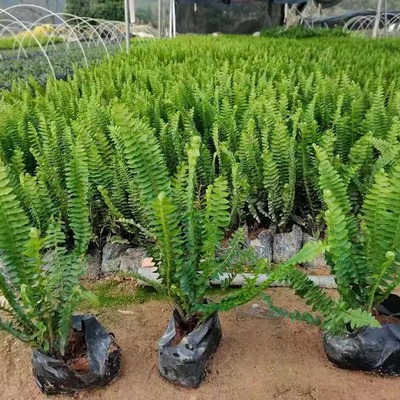 排骨草盆栽与园林绿化工程 肾蕨基地直供的优势