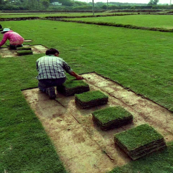 冷季型绿植剪股颖在太仓别墅庭院绿化工程中的高成活率应用