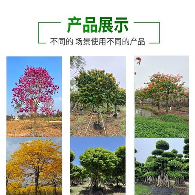 彩叶观赏植物精品 日本羽毛枫在景区园林绿化工程中的应用