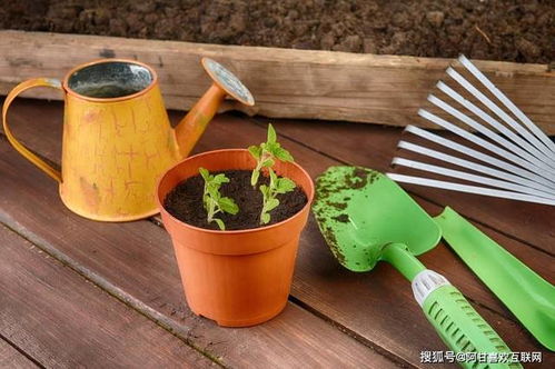 阿甘与互联网 园林绿化工程的个人展示平台