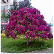 河北万象锦众园林绿化工程 构建城市绿色生态屏障的实践与探索