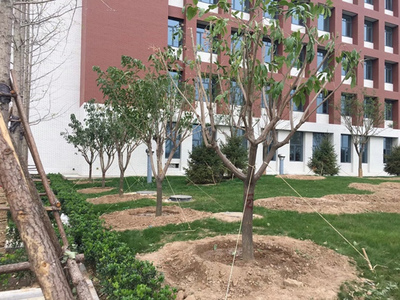 山东园林造景绿化工程 平整土地与栽种土壤的施工要点