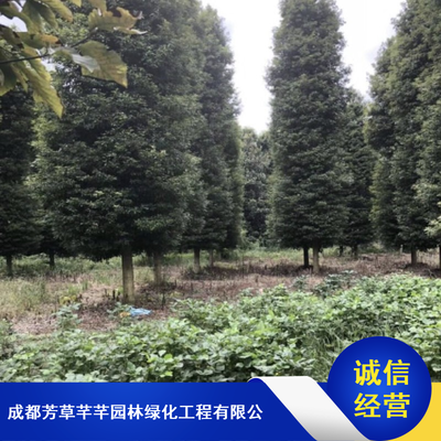 绿化带乔木金丝楠木_芳草芊芊20公分金丝楠木_成活率高乔木金丝楠木基地