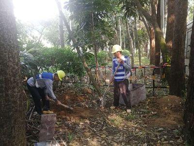 2018年9月15日“宝安大道综合提升工程园林一标”施工日报