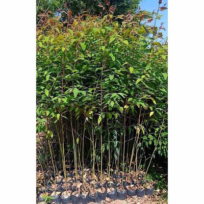 桉树苗与绿化工程 推动生态建设的绿色引擎