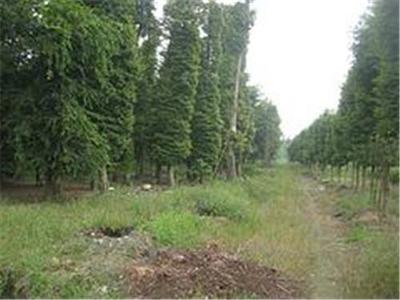 四川万鼎园林绿化工程——打造绿色生态的专业力量