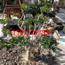 吴中区光福庭园景苗圃 一站式园林绿化工程产品供应专家