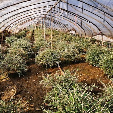 精品水果与园林绿化工程 生态与经济的完美融合