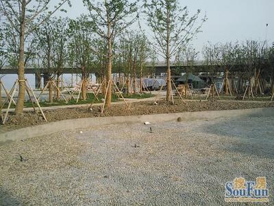 江苏园林草花植物在园林绿化工程中的应用与实践