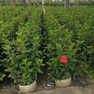 红花扶桑盆栽 园林绿化的绚丽选择与批发指南