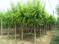 绿林园艺 构筑河北工程生态之美，专业提供花灌木与绿化工程服务